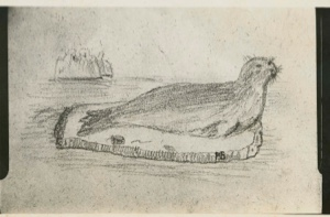 Image of Drawing of seals